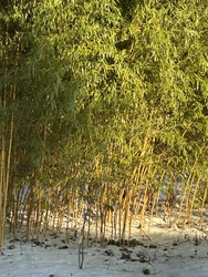 Ő a Meyer bambus, mely fajta fagytűrő