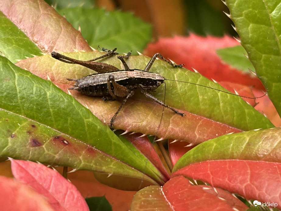 Raymond bozóttücsük sziesztázik