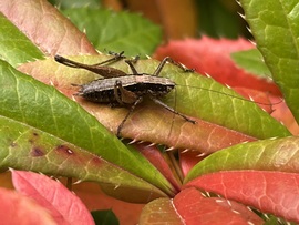 Raymond bozóttücsük sziesztázik