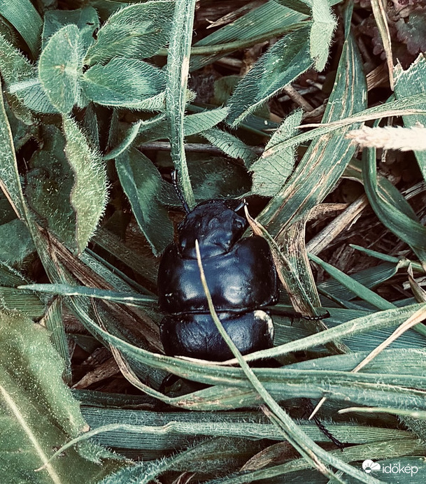 Tavasz