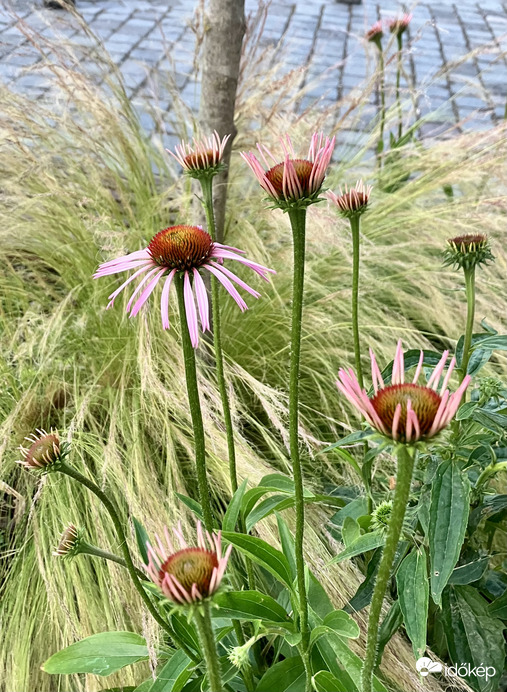 Immunerősítő Echinacea