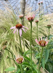 Immunerősítő Echinacea