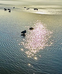 Ebédidő a gyöngyöző tavon