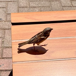 Mekit asztalhoz várva