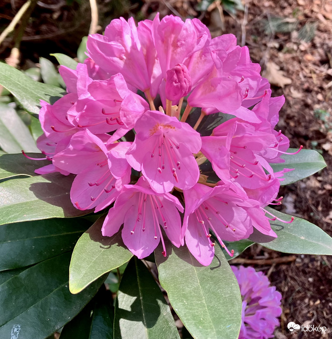 Rhododendron