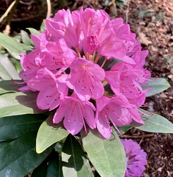 Rhododendron