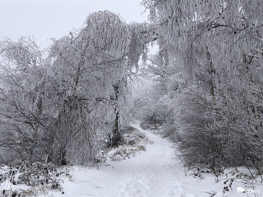 2023.01.26_Gyönyörű zúzmara képződés a Kőszegi-hegyen 650 méter felett. Szélcsend, -3 C fok, 20 cm hó.