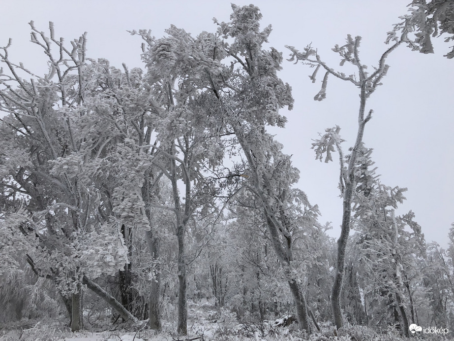 2023.01.26_Gyönyörű zúzmara képződés a Kőszegi-hegyen 650 méter felett. Szélcsend, -3 C fok, 20 cm hó.