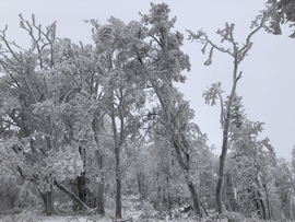 2023.01.26_Gyönyörű zúzmara képződés a Kőszegi-hegyen 650 méter felett. Szélcsend, -3 C fok, 20 cm hó.