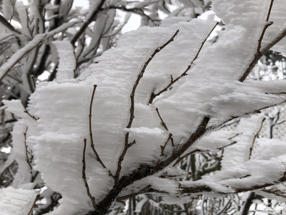 2023.01.26_Gyönyörű zúzmara képződés a Kőszegi-hegyen 650 méter felett. Szélcsend, -3 C fok, 20 cm hó.