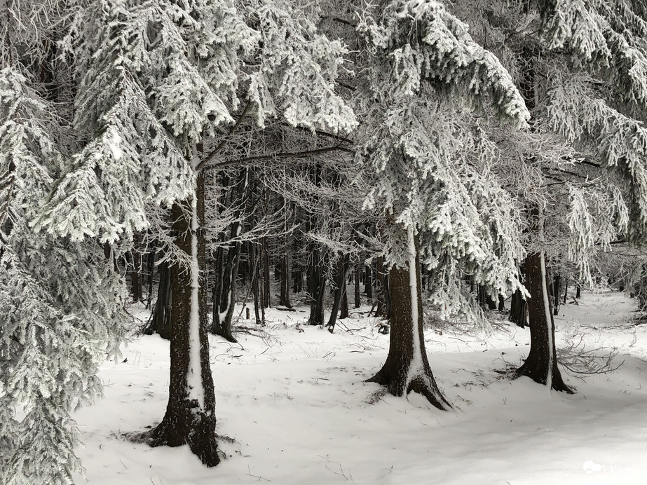 2023.01.26_Gyönyörű zúzmara képződés a Kőszegi-hegyen 650 méter felett. Szélcsend, -3 C fok, 20 cm hó.