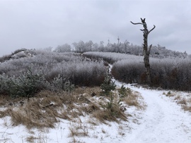 2023.01.26_Gyönyörű zúzmara képződés a Kőszegi-hegyen 650 méter felett. Szélcsend, -3 C fok, 20 cm hó.