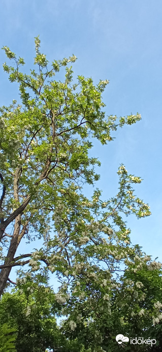Egy dúsan virágzó akácot fedeztem fel séta közben, isteni illattal :)
