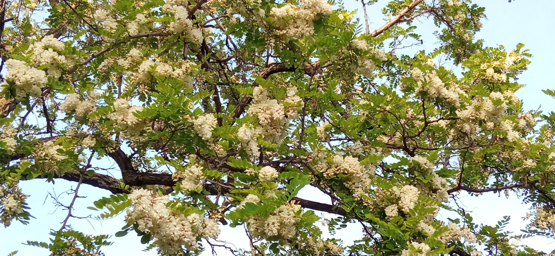 Egy dúsan virágzó akácot fedeztem fel séta közben, isteni illattal :)
