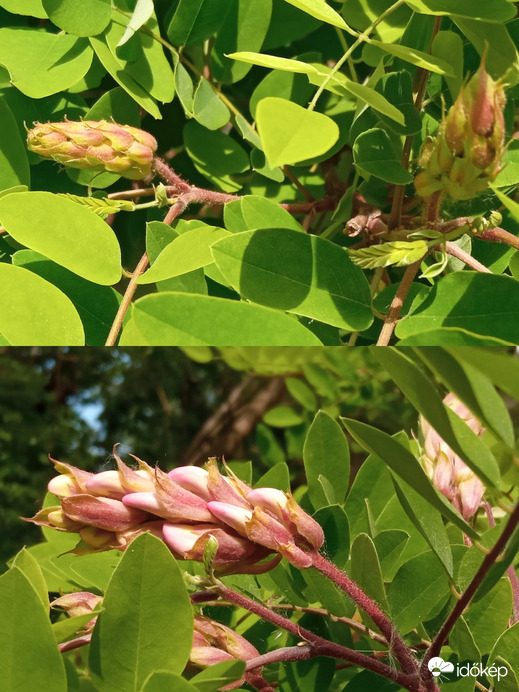 Rózsaszín akác lesz ;)