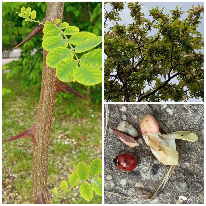 Ez a "harcos" akác is lassan elvirágzik 