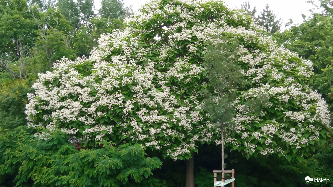 Pattogatott kukorica ;D