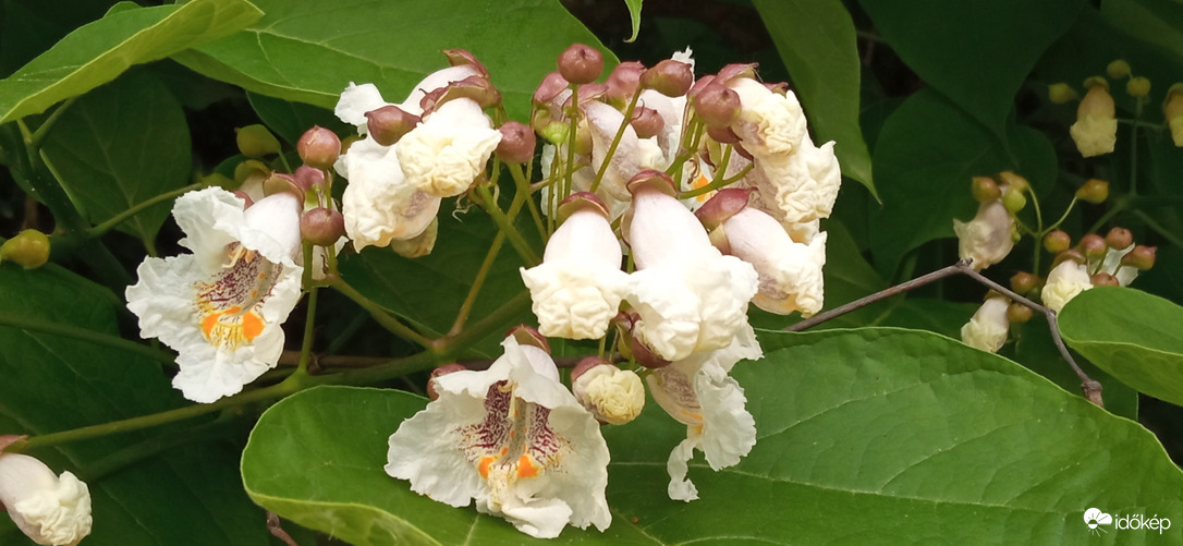 Pattogatott kukorica ;D