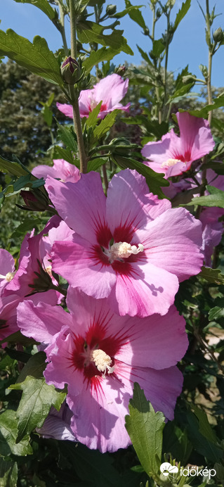 Séta a napsütésben ☺️