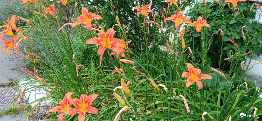 Séta a napsütésben ☺️