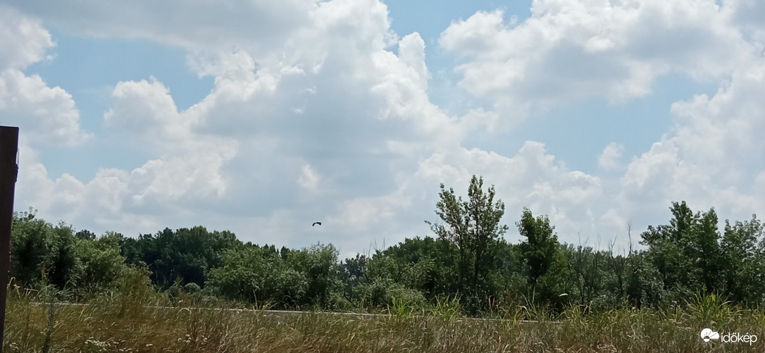 ;D "Mini szürke gém" - Duna part 