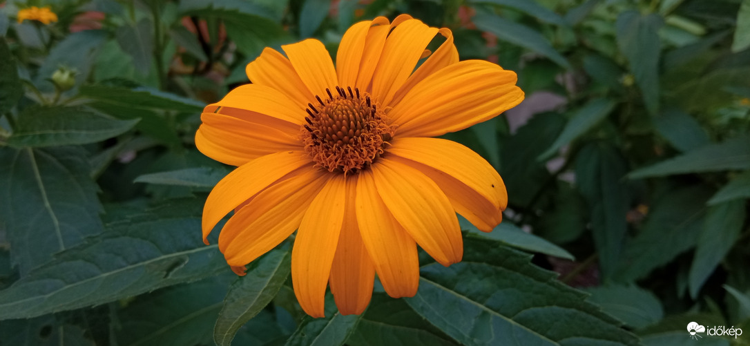 Séta a napsütésben ☺️