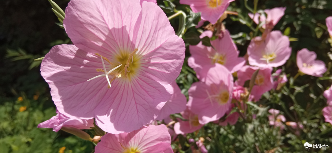 Séta a napsütésben ☺️