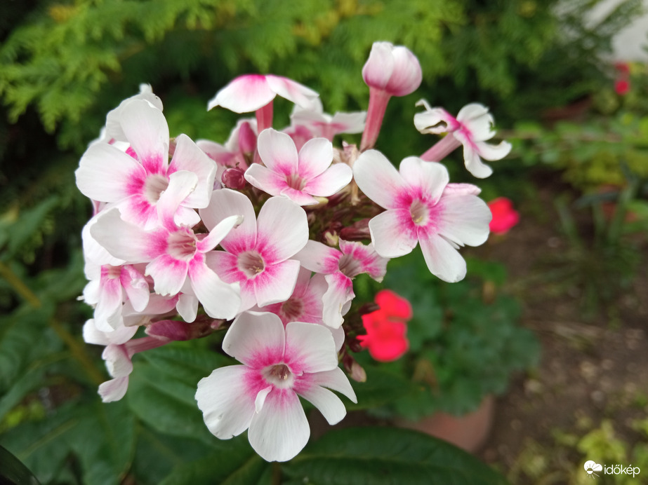 Szép színfoltok a házak között 