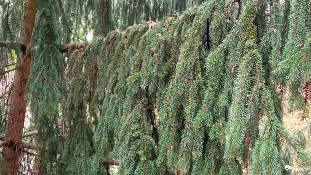 "Fenyő függöny" ;)