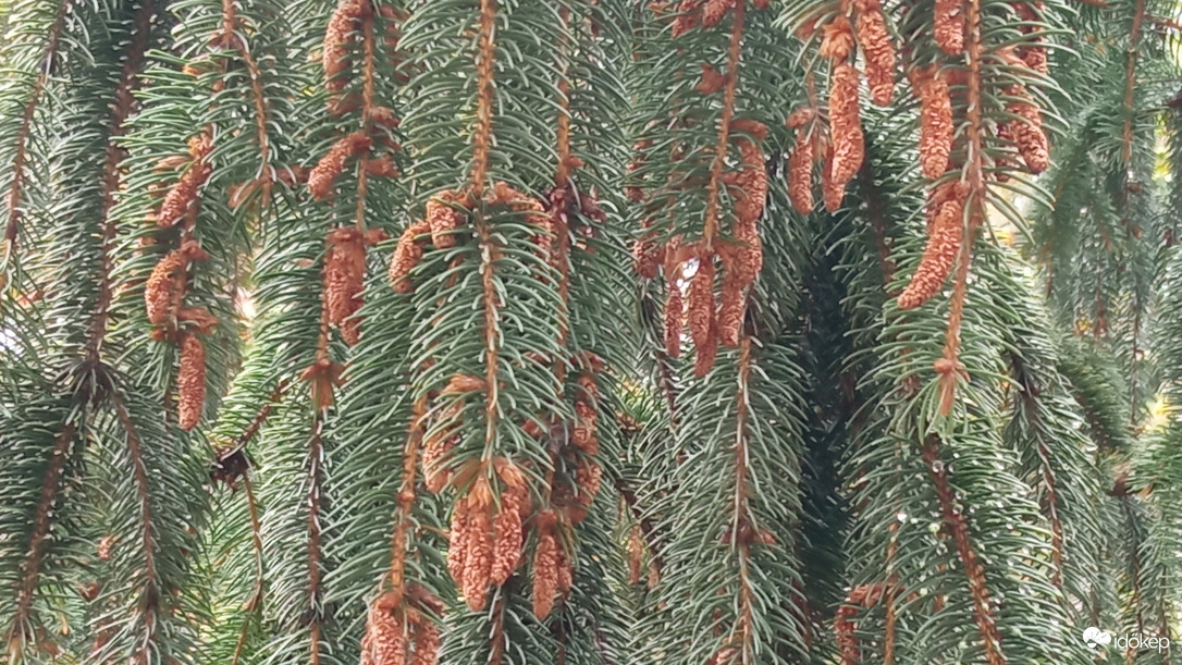 "Fenyő függöny" ;)