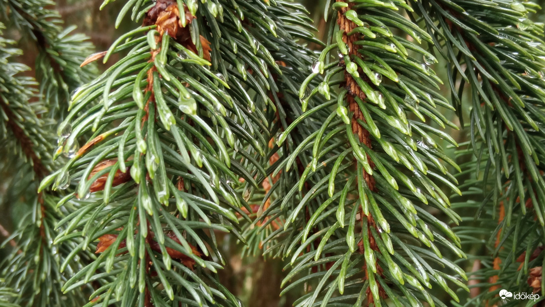 "Fenyő gyöngye" ;)