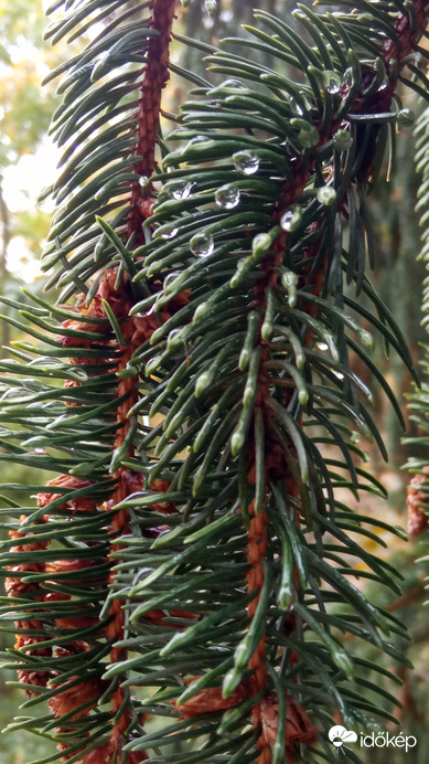 "Fenyő gyöngye" ;)
