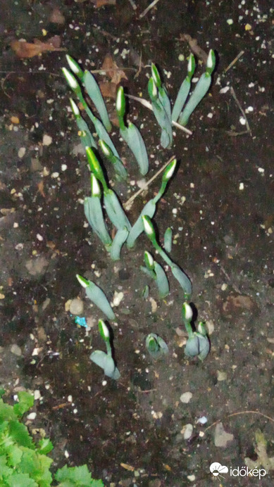 Bimbós hóvirág a házak között - vakuval, telefonnal 