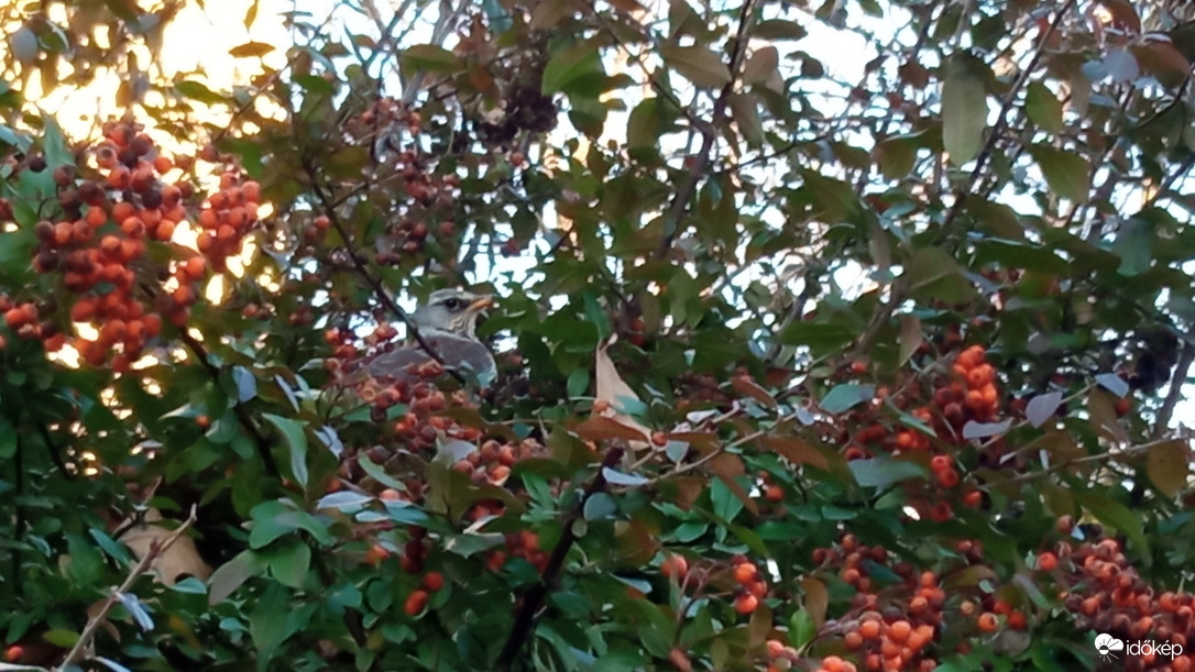 Rigó féle?  - telefonnal fotóztam 