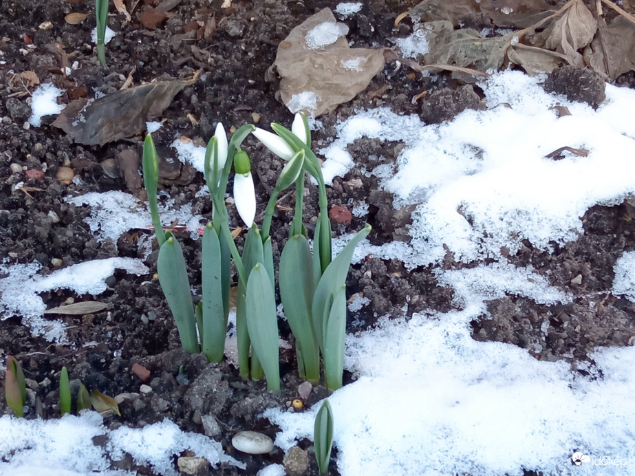 Tél - hóvirág
