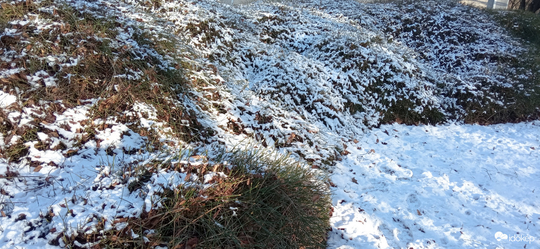 Hótakaró alatt alszik a téli jázmin :)