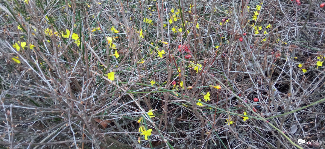 Nyílik a téli jázmin :)