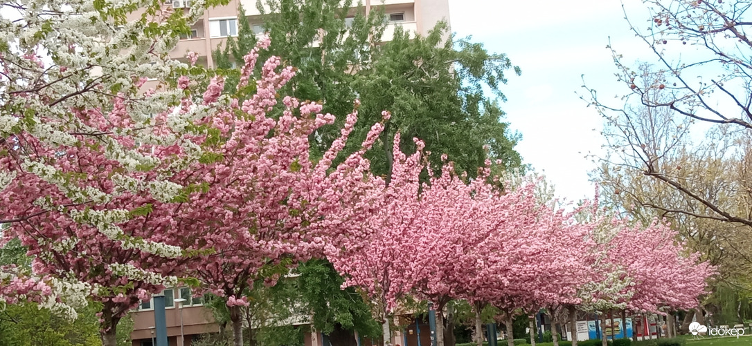 Budapesti tavasz :)