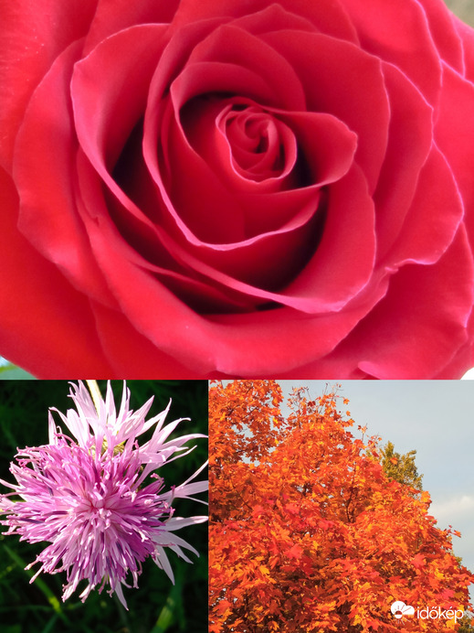 Gyönyörű rózsa, imola és egy szép színes lombú fa