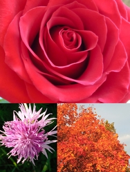 Gyönyörű rózsa, imola és egy szép színes lombú fa