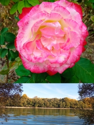 Még egy gyönyörű rózsa ami illatos is ☺️