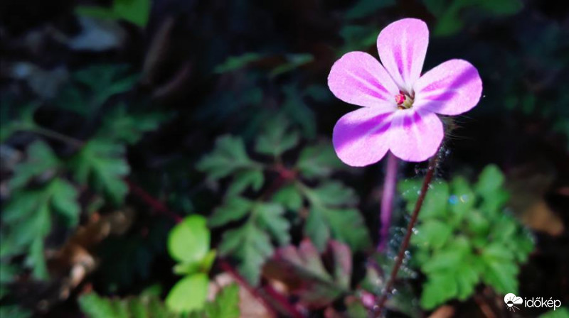 Ki korán kel gólyaorrt lel :))