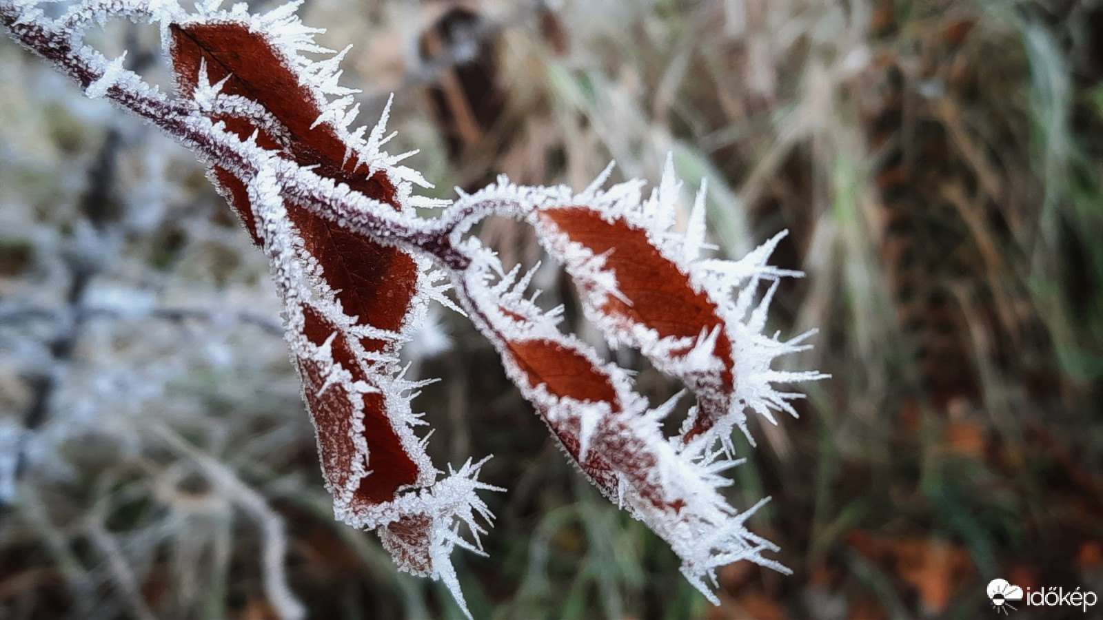 Zúzmarás didergők 