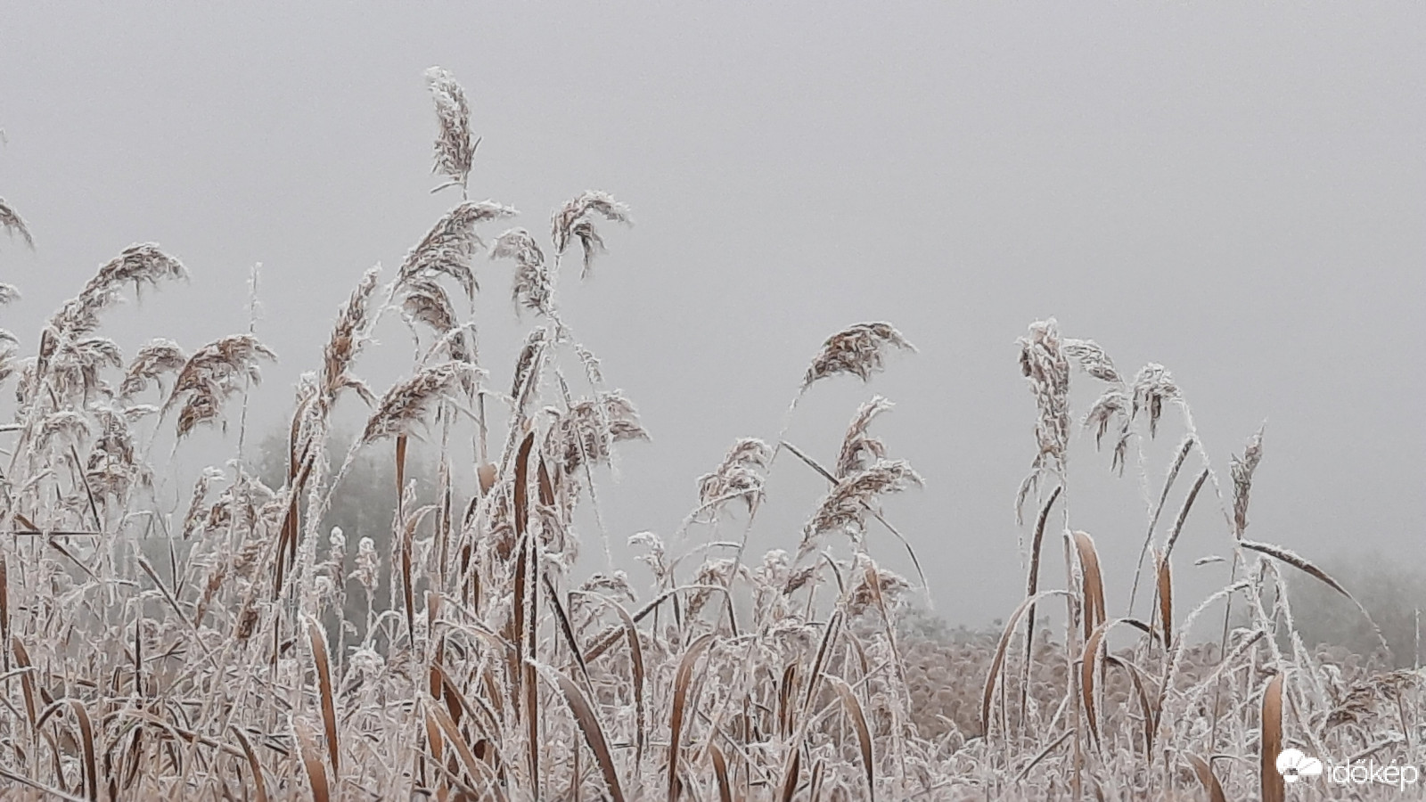 Zúzmarás ködös hidegben