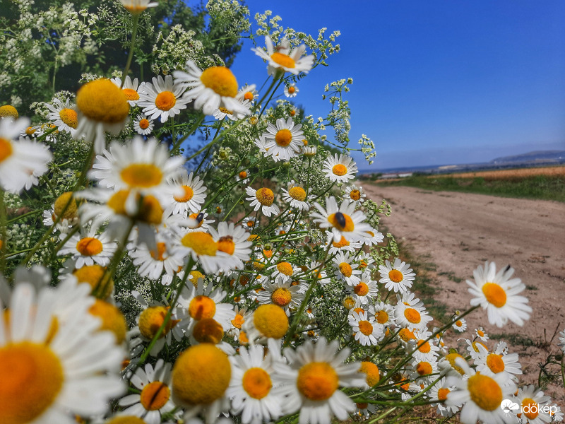 kamillázó kamillák