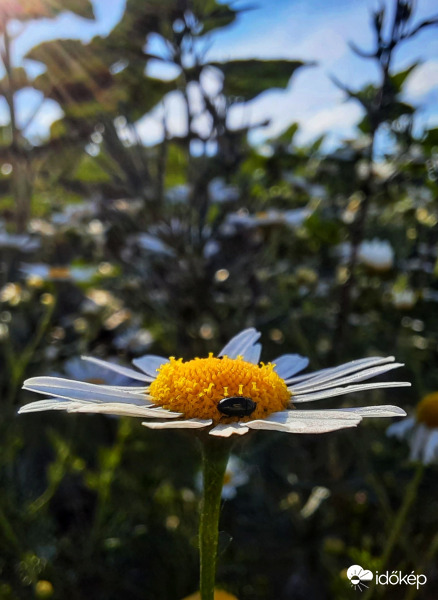 8 másodperc a porzók körül :)