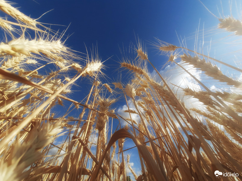 Az égig érő arany