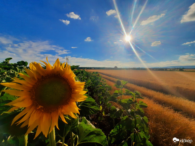 A természet aranyai