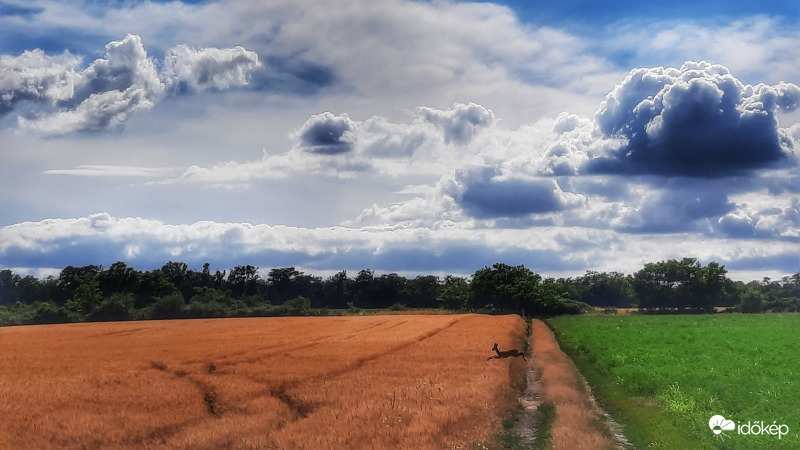 Fürge suta lábak hipp hopp