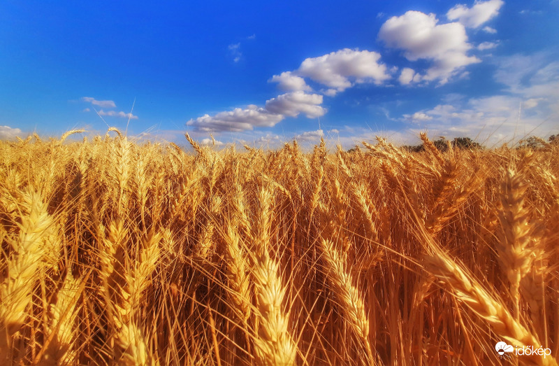 A természet füstölő aranya